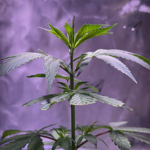 Foto del growlog de Squidwina (Chick Magnet): Pictures from this morning at 8:00am. Major new growth. I’ve noticed a little dark greening at the top.  And extension of stems. As well as sexual maturity. 