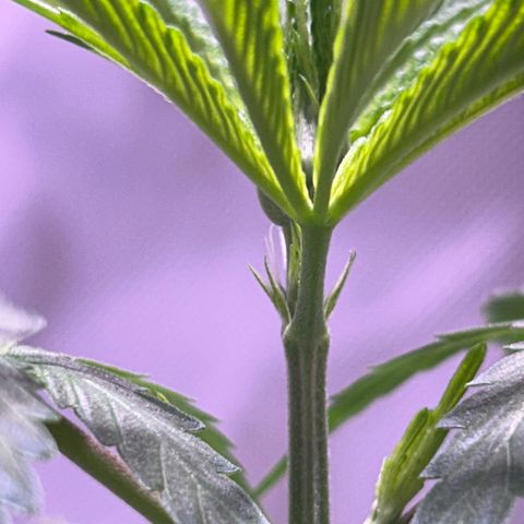 Foto del growlog de Squidwina (Chick Magnet): Pictures from this morning at 8:00am. Major new growth. I’ve noticed a little dark greening at the top.  And extension of stems. As well as sexual maturity. 