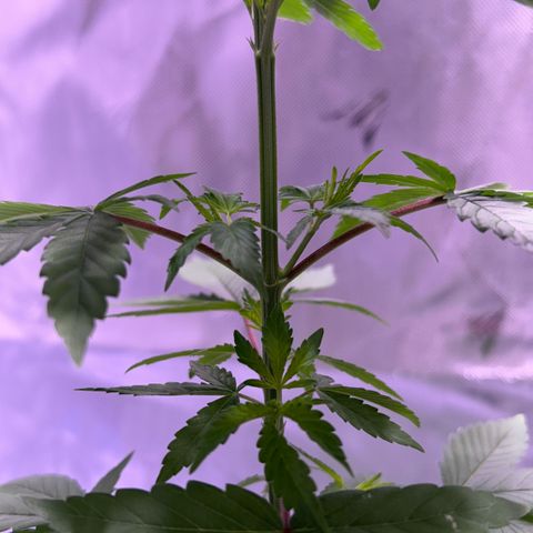 Foto del growlog de Squidwina (Chick Magnet): Pictures from this morning at 8:00am. Major new growth. I’ve noticed a little dark greening at the top.  And extension of stems. As well as sexual maturity. 