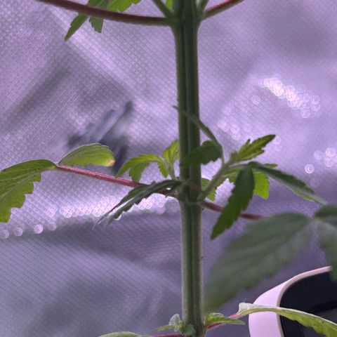 Foto del growlog de Squidwina (Chick Magnet): Pictures from this morning at 8:00am. Major new growth. I’ve noticed a little dark greening at the top.  And extension of stems. As well as sexual maturity. 