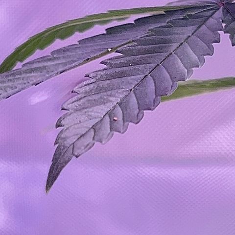 Foto del growlog de Squidwina (Chick Magnet): New growth is in ! She’s loving it though some new stems are uneven. I’m going to give her some more time to grow another set in on top before I cut her top. I sprayed her earlier with the neem oil. 