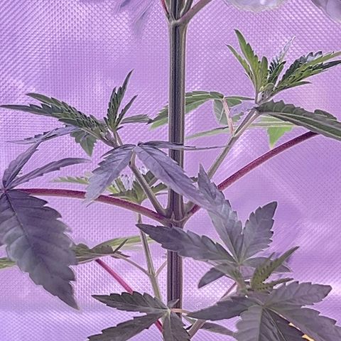 Foto del growlog de Squidwina (Chick Magnet): New growth is in ! She’s loving it though some new stems are uneven. I’m going to give her some more time to grow another set in on top before I cut her top. I sprayed her earlier with the neem oil. 