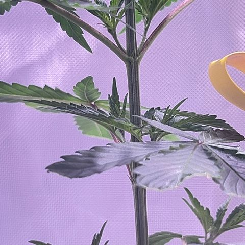 Foto del growlog de Squidwina (Chick Magnet): New growth is in ! She’s loving it though some new stems are uneven. I’m going to give her some more time to grow another set in on top before I cut her top. I sprayed her earlier with the neem oil. 