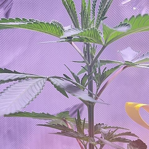 Foto del growlog de Squidwina (Chick Magnet): New growth is in ! She’s loving it though some new stems are uneven. I’m going to give her some more time to grow another set in on top before I cut her top. I sprayed her earlier with the neem oil. 