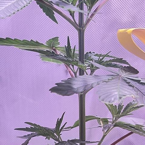 Foto del growlog de Squidwina (Chick Magnet): New growth is in ! She’s loving it though some new stems are uneven. I’m going to give her some more time to grow another set in on top before I cut her top. I sprayed her earlier with the neem oil. 