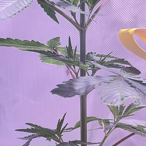 Foto del growlog de Squidwina (Chick Magnet): New growth is in ! She’s loving it though some new stems are uneven. I’m going to give her some more time to grow another set in on top before I cut her top. I sprayed her earlier with the neem oil. 