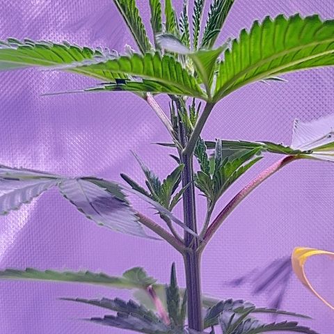 Foto del growlog de Squidwina (Chick Magnet): New growth is in ! She’s loving it though some new stems are uneven. I’m going to give her some more time to grow another set in on top before I cut her top. I sprayed her earlier with the neem oil. 