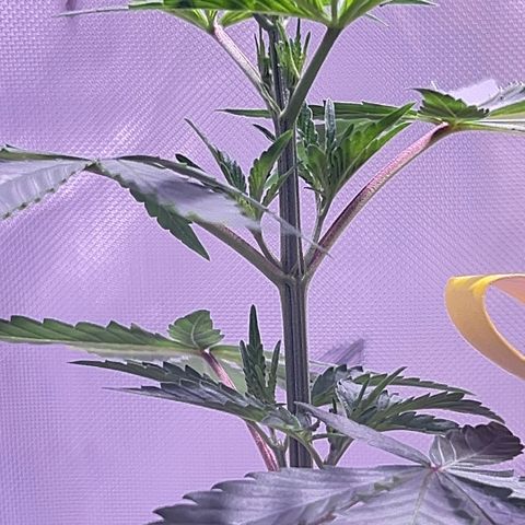 Foto del growlog de Squidwina (Chick Magnet): New growth is in ! She’s loving it though some new stems are uneven. I’m going to give her some more time to grow another set in on top before I cut her top. I sprayed her earlier with the neem oil. 