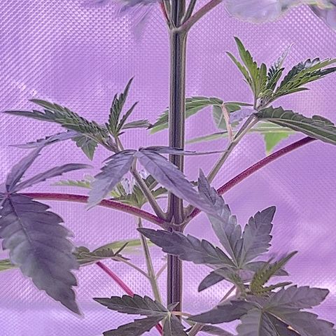 Foto del growlog de Squidwina (Chick Magnet): New growth is in ! She’s loving it though some new stems are uneven. I’m going to give her some more time to grow another set in on top before I cut her top. I sprayed her earlier with the neem oil. 