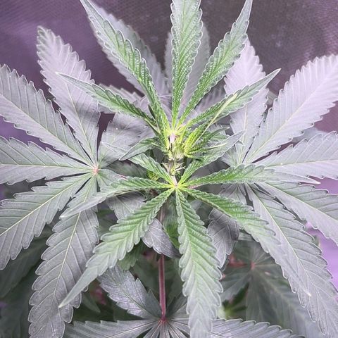 Foto de la cronología del growlog de Squidwina (Chick Magnet)