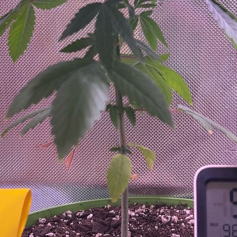 Foto de la cronología del growlog de Squidwina (Chick Magnet)