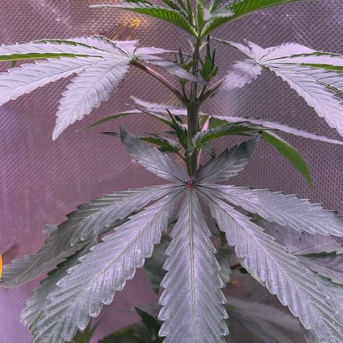 Foto de la cronología del growlog de Squidwina (Chick Magnet)