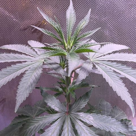 Foto de la cronología del growlog de Squidwina (Chick Magnet)