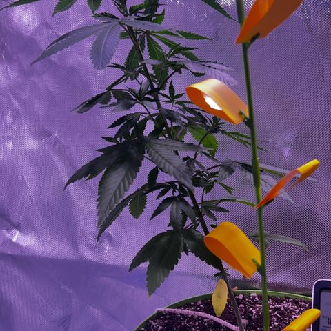 Foto del growlog de Squidwina (Chick Magnet): First tie for lst angle is 75degrees 