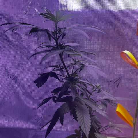 Foto del growlog de Squidwina (Chick Magnet): Second day of LST 
