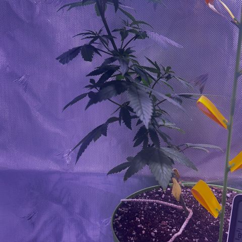Foto del growlog de Squidwina (Chick Magnet): Second day of LST 