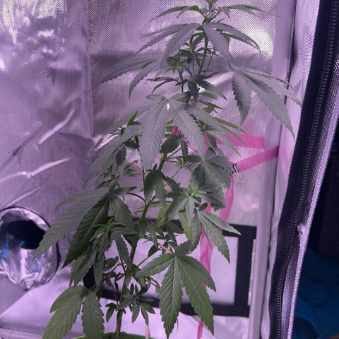 Foto del growlog de Squidwina (Chick Magnet): Thinking about switching to flower soon. Maybe tonight ? Or next week. 