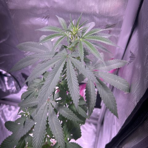 Foto del growlog de Squidwina (Chick Magnet): Thinking about switching to flower soon. 