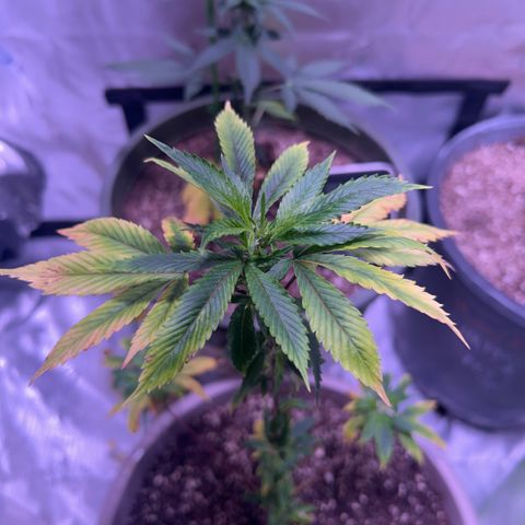 Bubby  growlog photo: I just trimmed her up. She’s adapting to the transplant well. If this continues I’ll switch her to flower. She’s been through the works so I’m not expecting much from her but I will keep monitoring. 