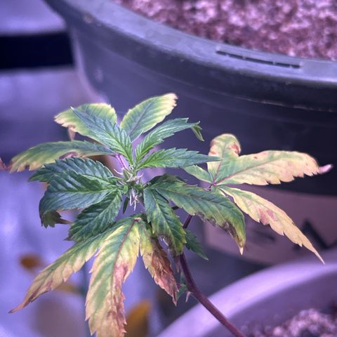 Bubby  growlog photo: I just trimmed her up. She’s adapting to the transplant well. If this continues I’ll switch her to flower. She’s been through the works so I’m not expecting much from her but I will keep monitoring. 