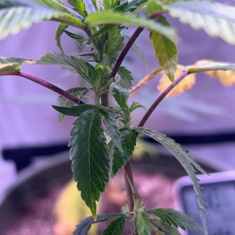 Bubby  growlog photo: I just trimmed her up. She’s adapting to the transplant well. If this continues I’ll switch her to flower. She’s been through the works so I’m not expecting much from her but I will keep monitoring. 