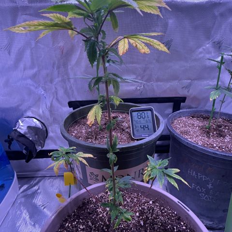 Bubby  growlog photo: I just trimmed her up. She’s adapting to the transplant well. If this continues I’ll switch her to flower. She’s been through the works so I’m not expecting much from her but I will keep monitoring. 