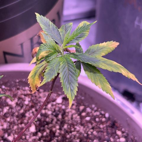 Bubby  growlog photo: I just trimmed her up. She’s adapting to the transplant well. If this continues I’ll switch her to flower. She’s been through the works so I’m not expecting much from her but I will keep monitoring. 