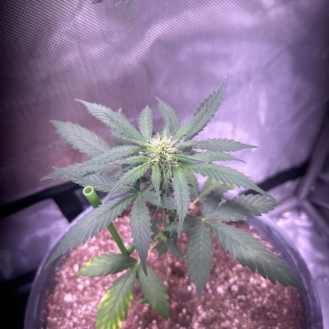 Panini (Sweet Mandarin Blossom) growlog photo: Doing great !! 