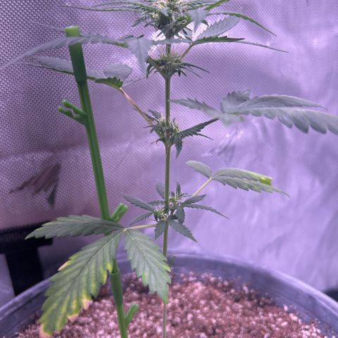 Panini (Sweet Mandarin Blossom) growlog photo: Doing great !! 
