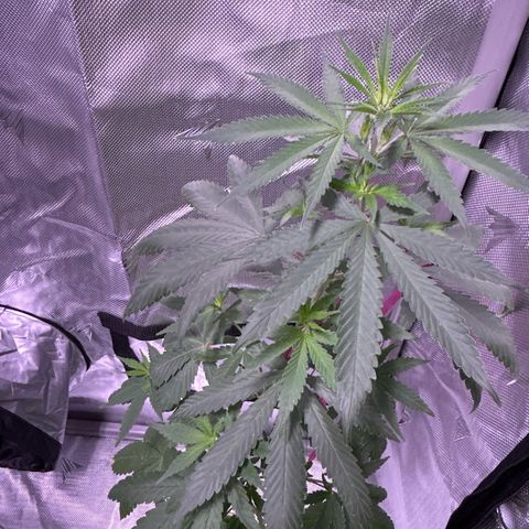 Foto del growlog de Squidwina (Chick Magnet): Day 2 of flower looking good so far. Thrips are almost non existent. I will do one more spray then stop. 