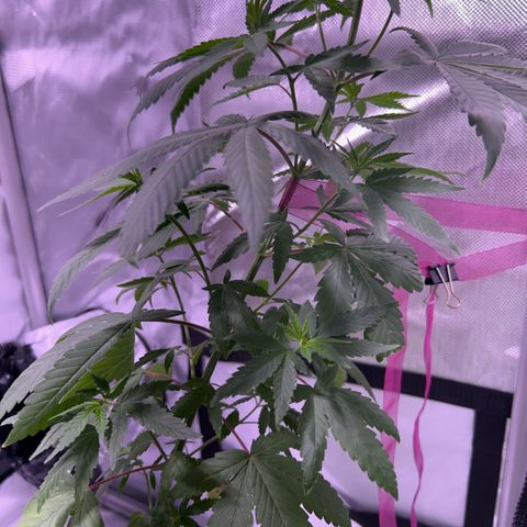 Foto del growlog de Squidwina (Chick Magnet): Day 2 of flower looking good so far. Thrips are almost non existent. I will do one more spray then stop. 