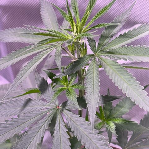 Foto del growlog de Squidwina (Chick Magnet): Day 2 of flower looking good so far. Thrips are almost non existent. I will do one more spray then stop. 