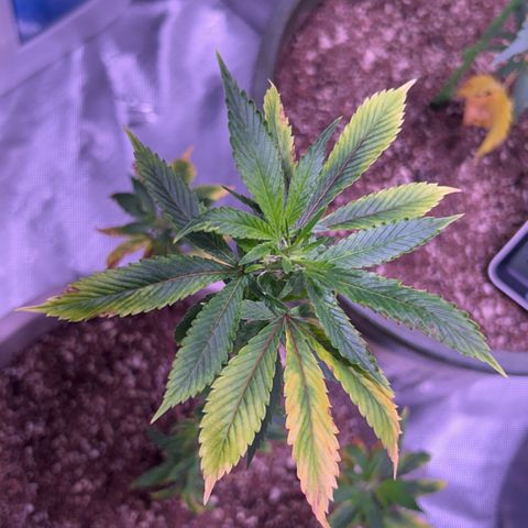 Bubby  growlog photo: Day 2 flower new growth seems to be coming In. I’m not too sure about this deficiency I will give her som (k) in a day or two. She’s definitely beginning to stretch. 