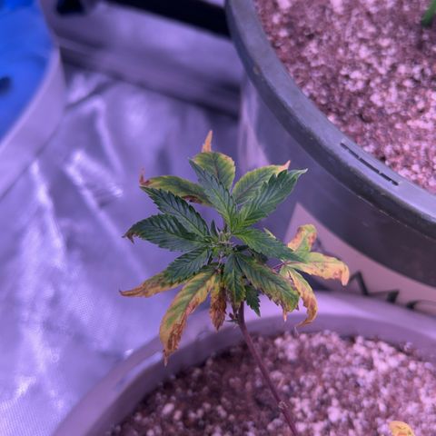 Bubby  growlog photo: Day 2 flower new growth seems to be coming In. I’m not too sure about this deficiency I will give her som (k) in a day or two. She’s definitely beginning to stretch. 