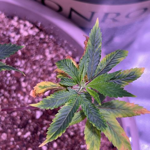 Bubby  growlog photo: Day 2 flower new growth seems to be coming In. I’m not too sure about this deficiency I will give her som (k) in a day or two. She’s definitely beginning to stretch. 