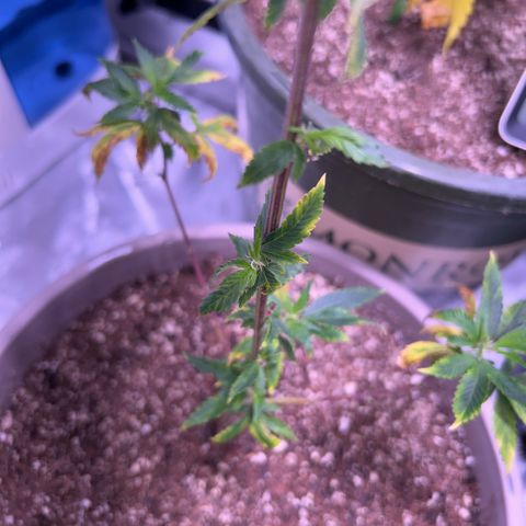 Bubby  growlog photo: Day 2 flower new growth seems to be coming In. I’m not too sure about this deficiency I will give her som (k) in a day or two. She’s definitely beginning to stretch. 
