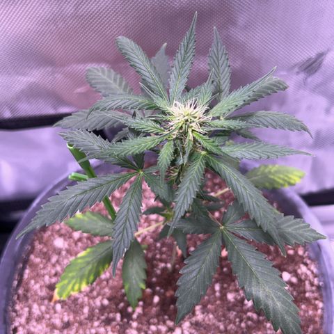 Panini (Sweet Mandarin Blossom) growlog photo: Definitely getting older seeing some stretch. I changed the whole tent to 12/12 haha so I’m sure they won’t give too much. Though I may be surprised. She’s doing good so far.