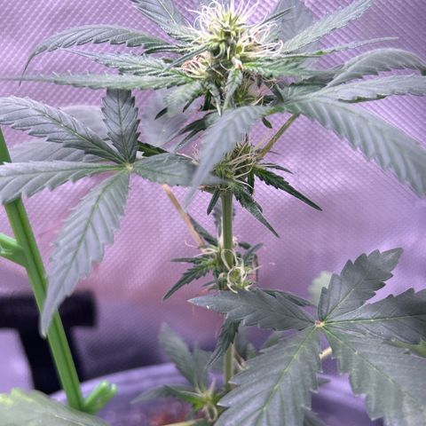 Panini (Sweet Mandarin Blossom) growlog photo: Definitely getting older seeing some stretch. I changed the whole tent to 12/12 haha so I’m sure they won’t give too much. Though I may be surprised. She’s doing good so far.