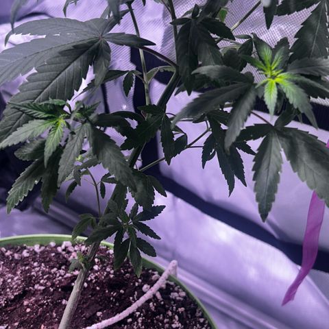 Foto del growlog de Squidwina (Chick Magnet): Day 3 of flower !!! I had to put her back on 8am- 8pm ! But besides that she’s doing great ! Pistols were coming in. I see minor thrip damage so far nothing on new growth. The thrips I have seen are either dying or dead. 