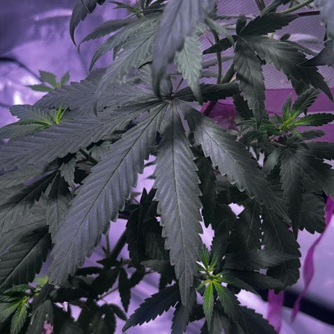Foto del growlog de Squidwina (Chick Magnet): Day 3 of flower !!! I had to put her back on 8am- 8pm ! But besides that she’s doing great ! Pistols were coming in. I see minor thrip damage so far nothing on new growth. The thrips I have seen are either dying or dead. 
