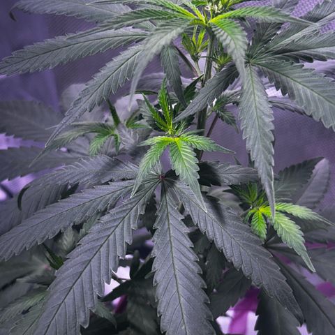 Foto del growlog de Squidwina (Chick Magnet): Day 3 of flower !!! I had to put her back on 8am- 8pm ! But besides that she’s doing great ! Pistols were coming in. I see minor thrip damage so far nothing on new growth. The thrips I have seen are either dying or dead. 