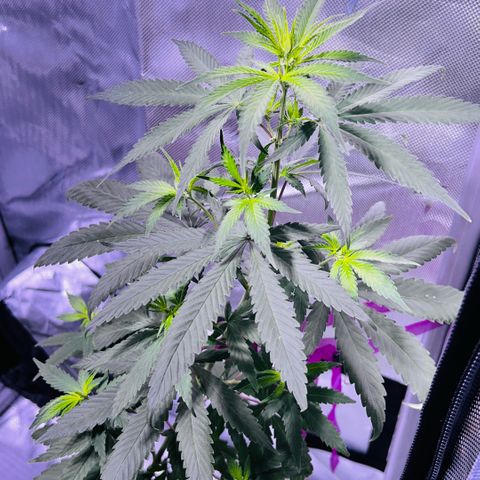 Foto del growlog de Squidwina (Chick Magnet): Stretching crazy ! Doing healthy. 