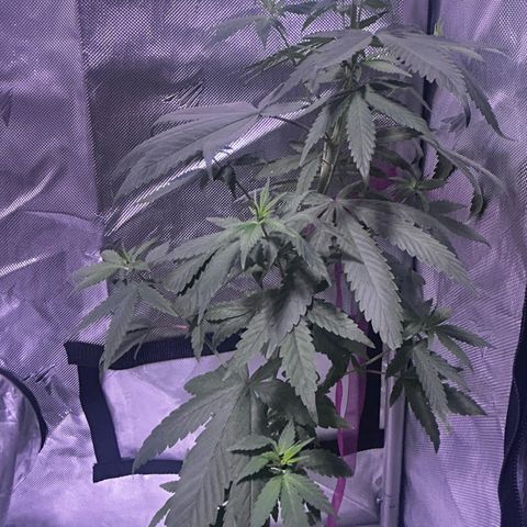 Foto del growlog de Squidwina (Chick Magnet): She’s doing great !! Stretching wild. I haven’t seen anymore thrips. I will do one last diluted soap spray tonight. Then stop. I did another tie for the lst cause her top is getting out of control. But so far she’s going great very happy.