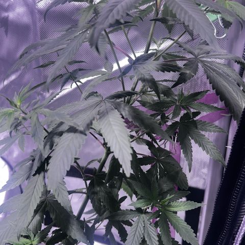 Foto del growlog de Squidwina (Chick Magnet): She’s doing great !! Stretching wild. I haven’t seen anymore thrips. I will do one last diluted soap spray tonight. Then stop. I did another tie for the lst cause her top is getting out of control. But so far she’s going great very happy.