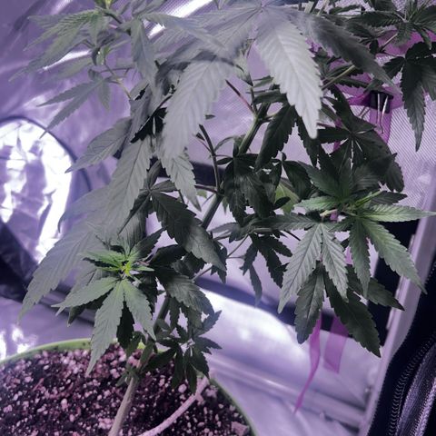 Foto del growlog de Squidwina (Chick Magnet): She’s doing great !! Stretching wild. I haven’t seen anymore thrips. I will do one last diluted soap spray tonight. Then stop. I did another tie for the lst cause her top is getting out of control. But so far she’s going great very happy.