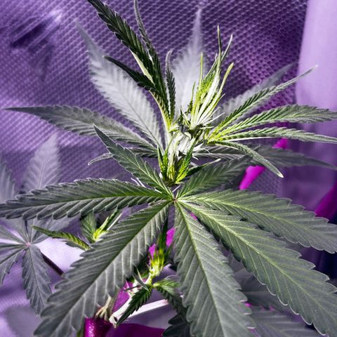 Foto del growlog de Squidwina (Chick Magnet): She’s doing great !! Stretching wild. I haven’t seen anymore thrips. I will do one last diluted soap spray tonight. Then stop. I did another tie for the lst cause her top is getting out of control. But so far she’s going great very happy.