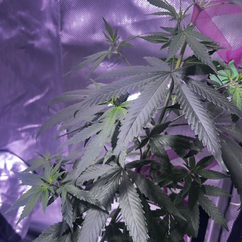 Foto del growlog de Squidwina (Chick Magnet): She’s doing great !! Stretching wild. I haven’t seen anymore thrips. I will do one last diluted soap spray tonight. Then stop. I did another tie for the lst cause her top is getting out of control. But so far she’s going great very happy.