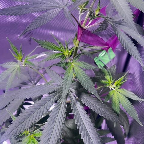 Foto del growlog de Squidwina (Chick Magnet): She’s doing great !! Stretching wild. I haven’t seen anymore thrips. I will do one last diluted soap spray tonight. Then stop. I did another tie for the lst cause her top is getting out of control. But so far she’s going great very happy.