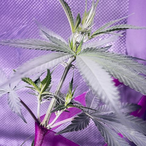 Foto del growlog de Squidwina (Chick Magnet): She’s doing great !! Stretching wild. I haven’t seen anymore thrips. I will do one last diluted soap spray tonight. Then stop. I did another tie for the lst cause her top is getting out of control. But so far she’s going great very happy.