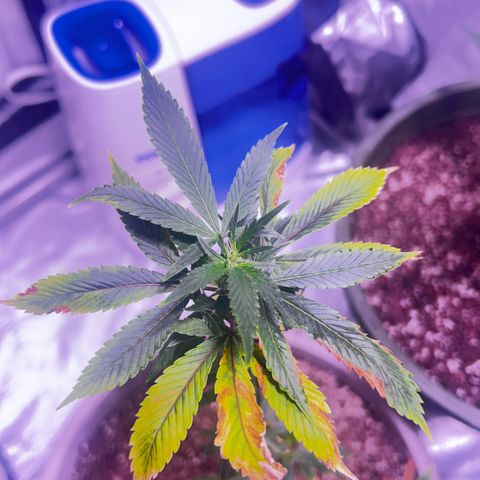 Bubby  growlog photo: Stretching a little bit haha 